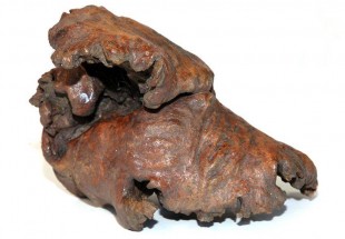 Tronco de Árvore
